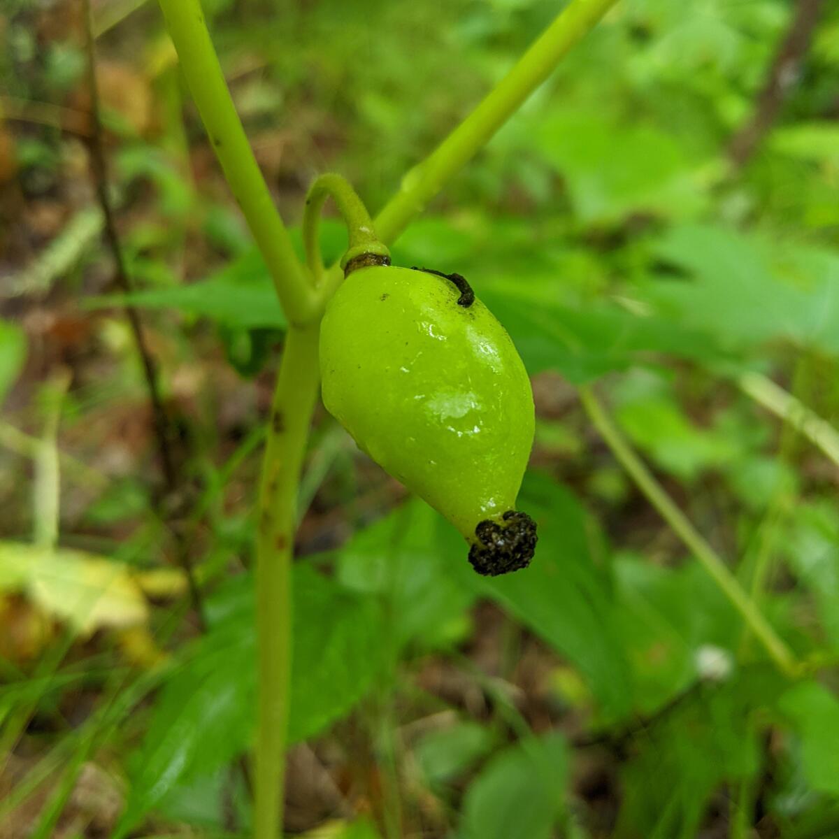 Mayapple