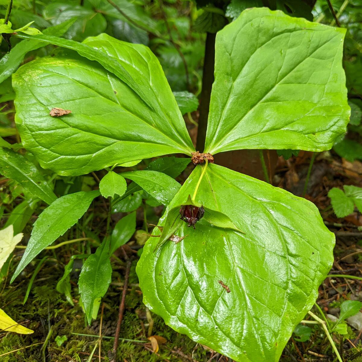 Red Trillium