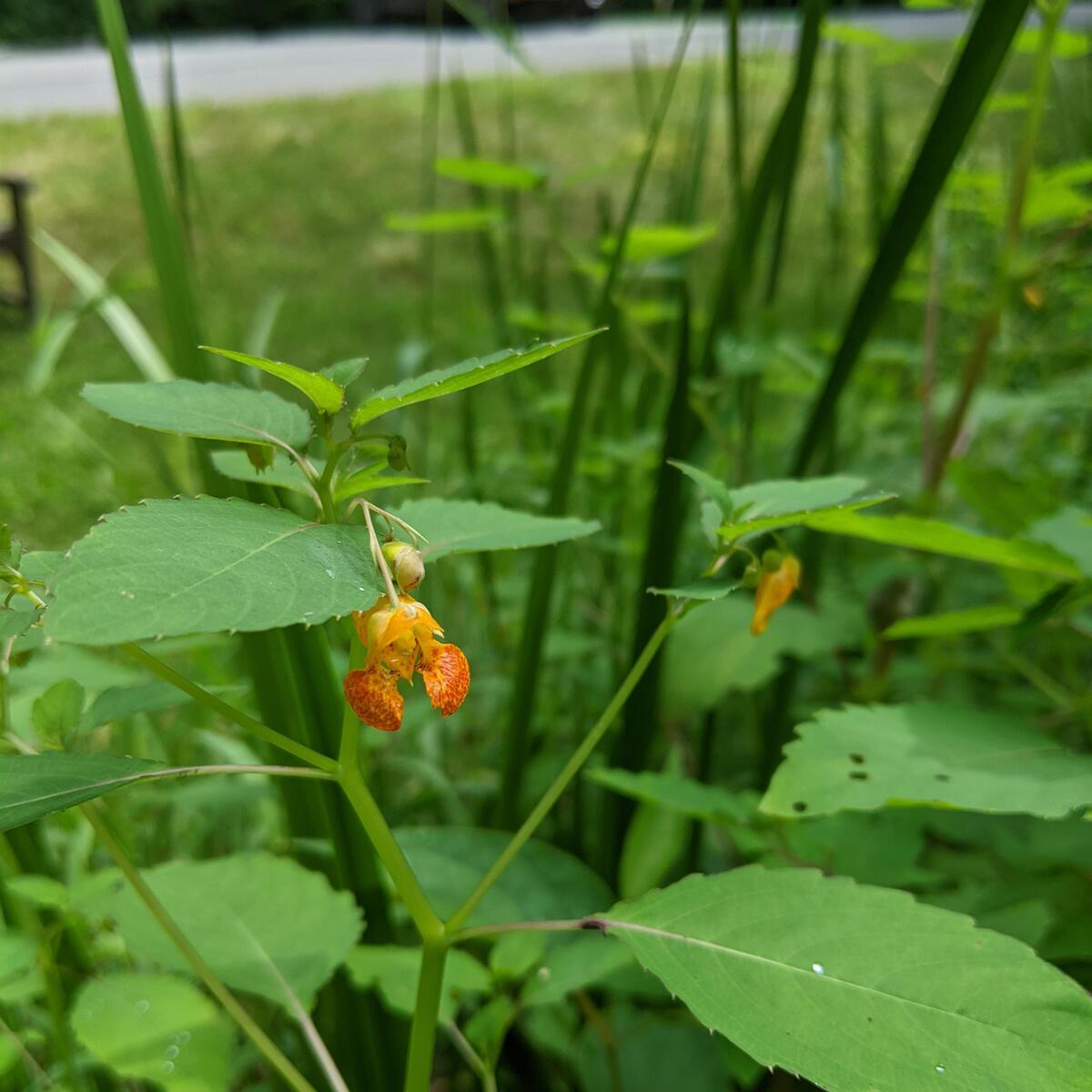 Jewelweed