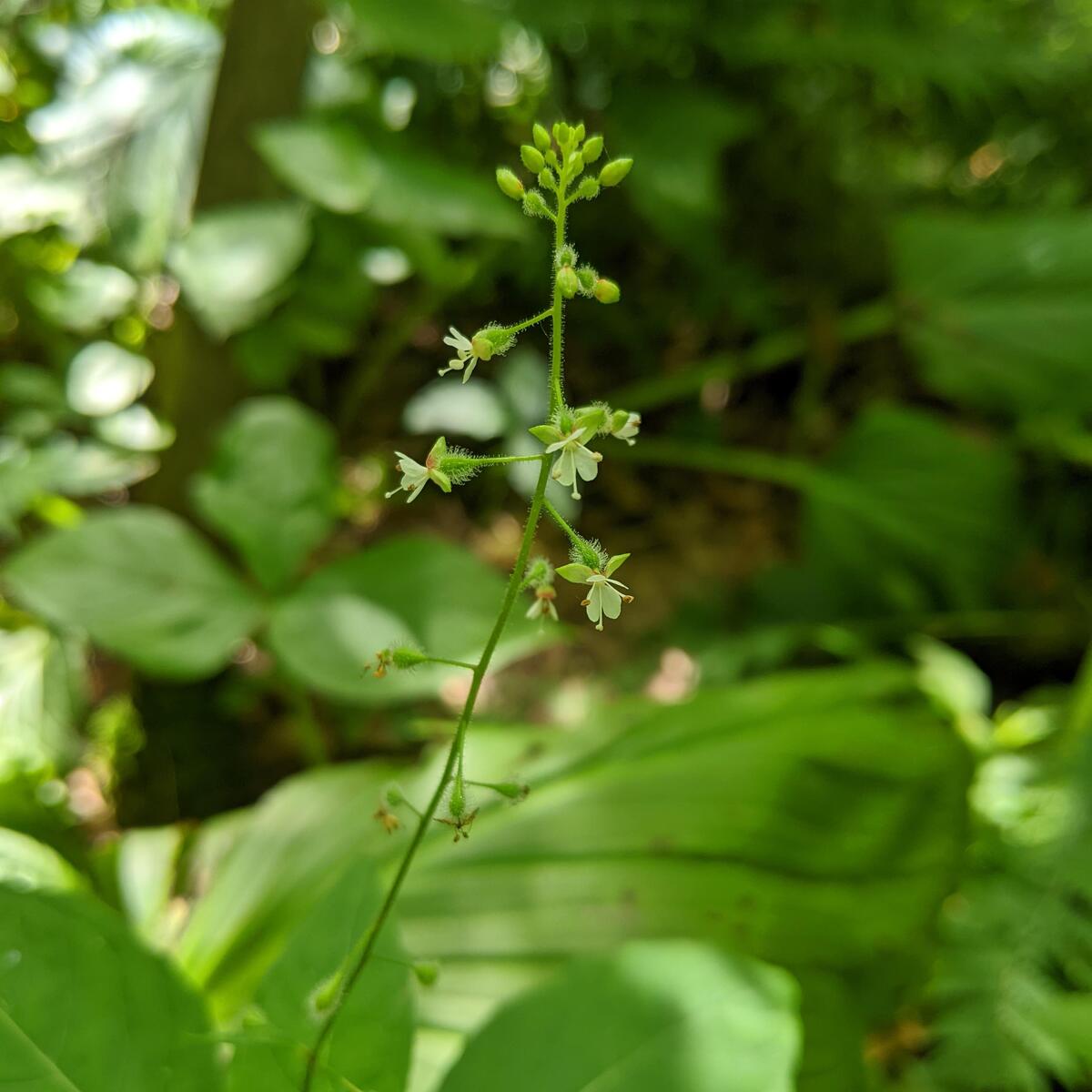 Enchanter's Nightshade