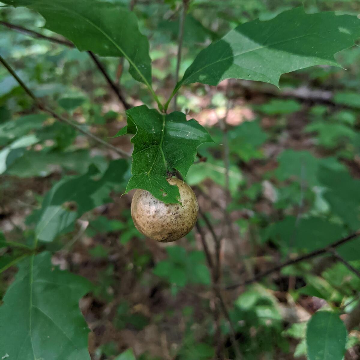 Oak gall