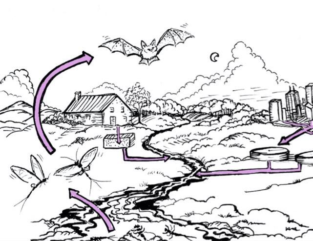 diagram showing how antivirals can flow from wastewater into aquatic insects and then bats
