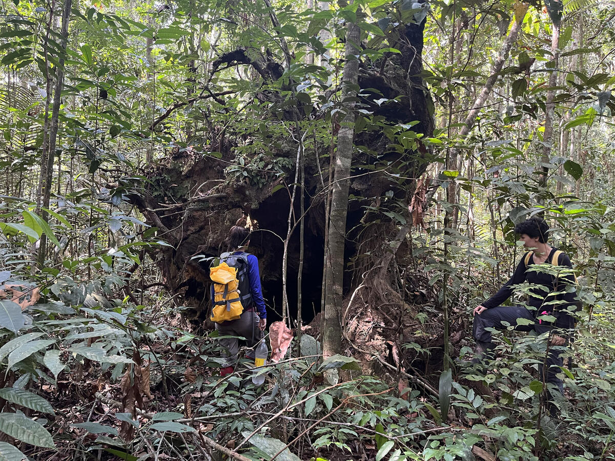 fallen giant tree