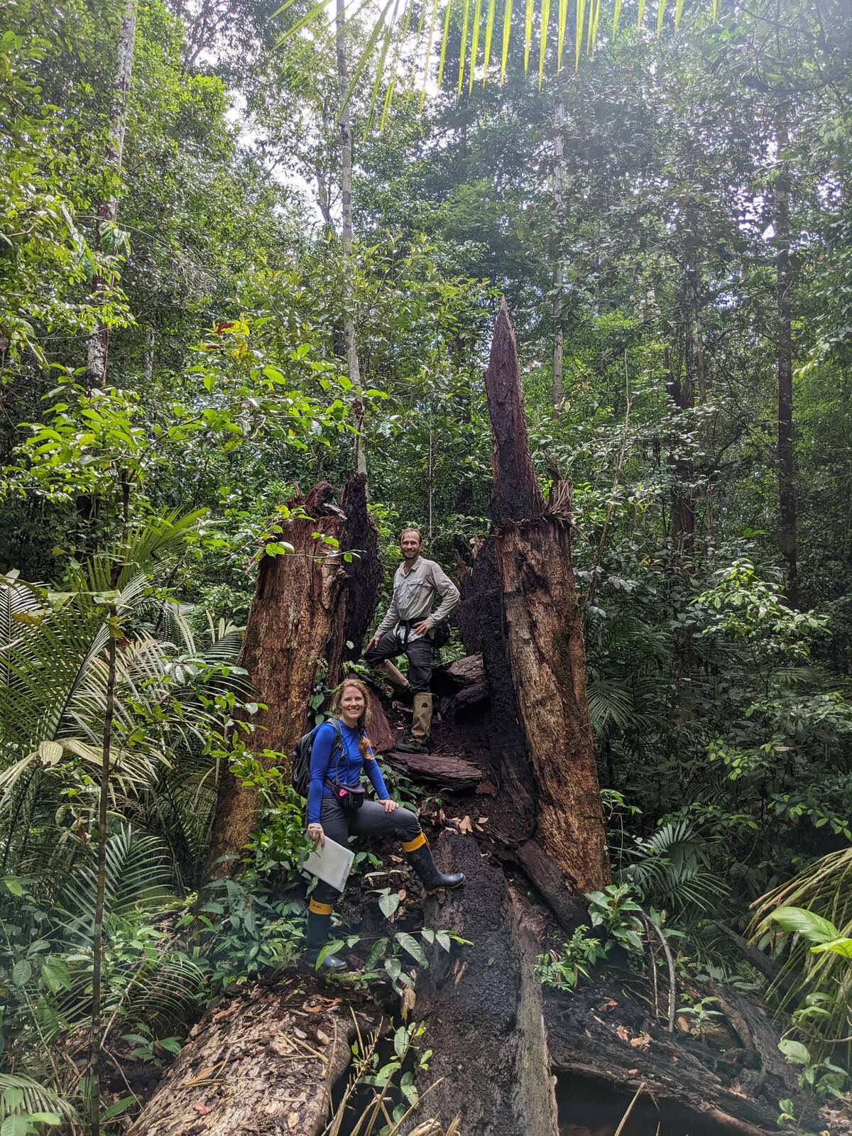dead giant tree