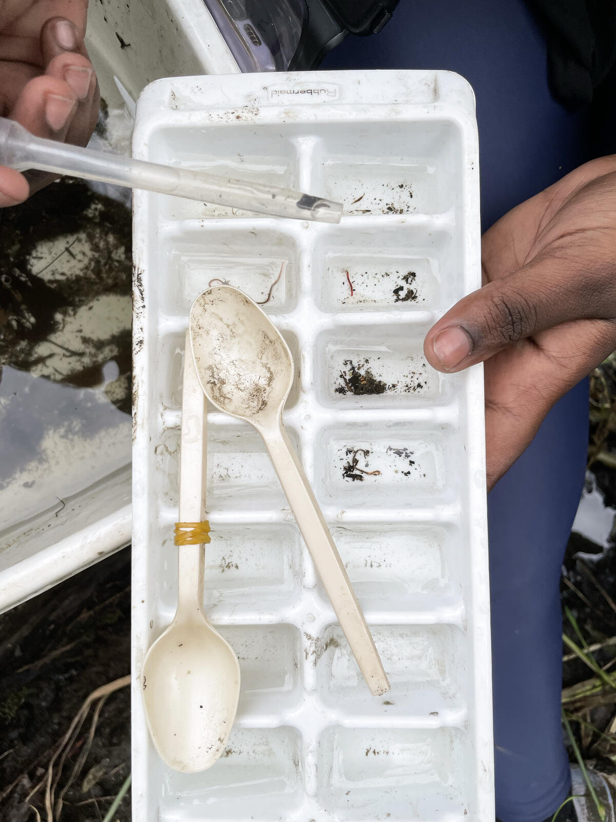 ice cube tray with macroinvertebrates inside