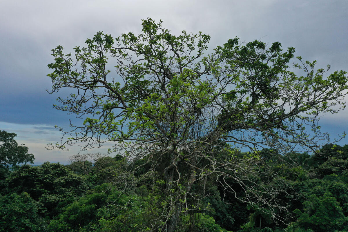 giant tree badly damaged by lightning