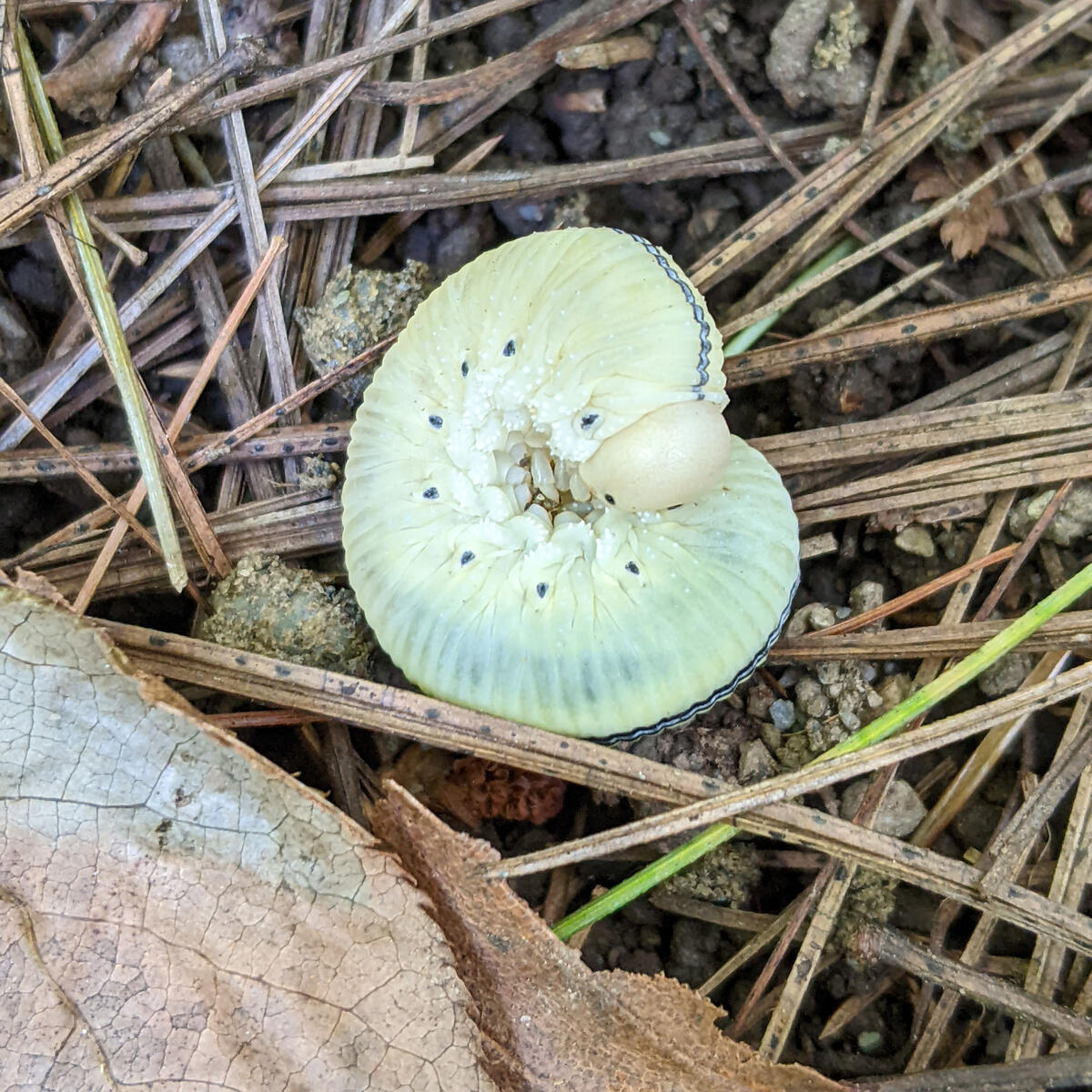 Elm Sawfly