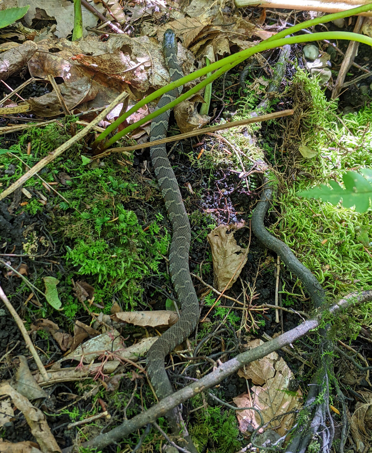 common watersnake