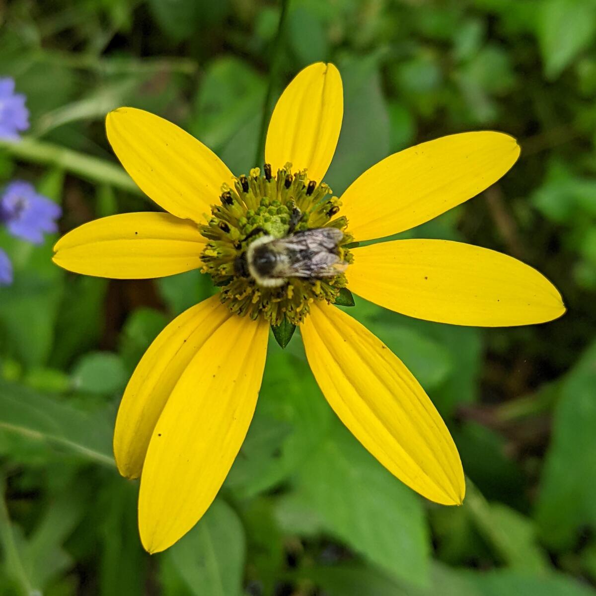 cutleaf coneflower