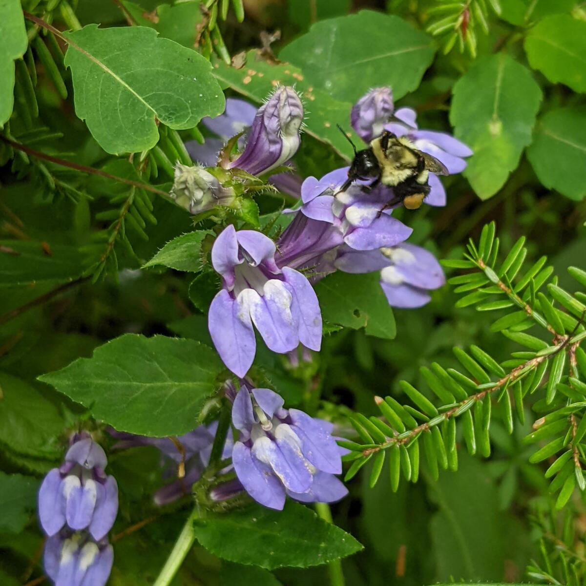 Great Blue Lobelia