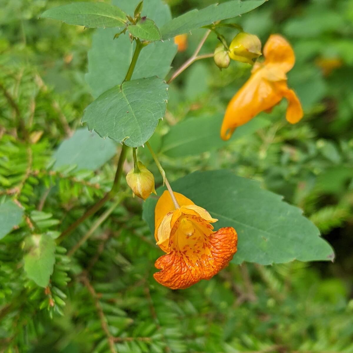 jewelweed