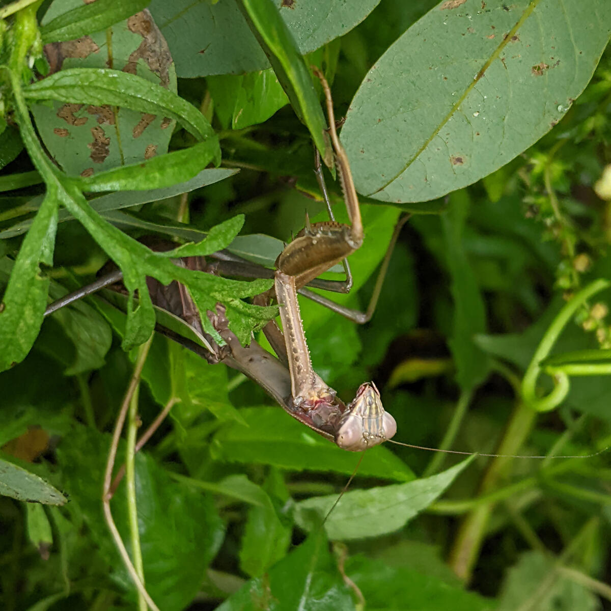 Chinese Mantis