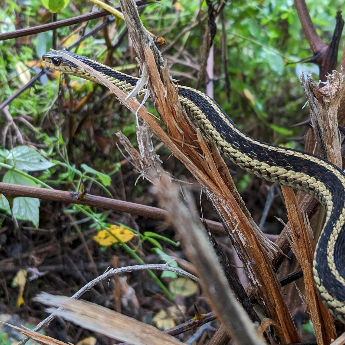 common garter snake