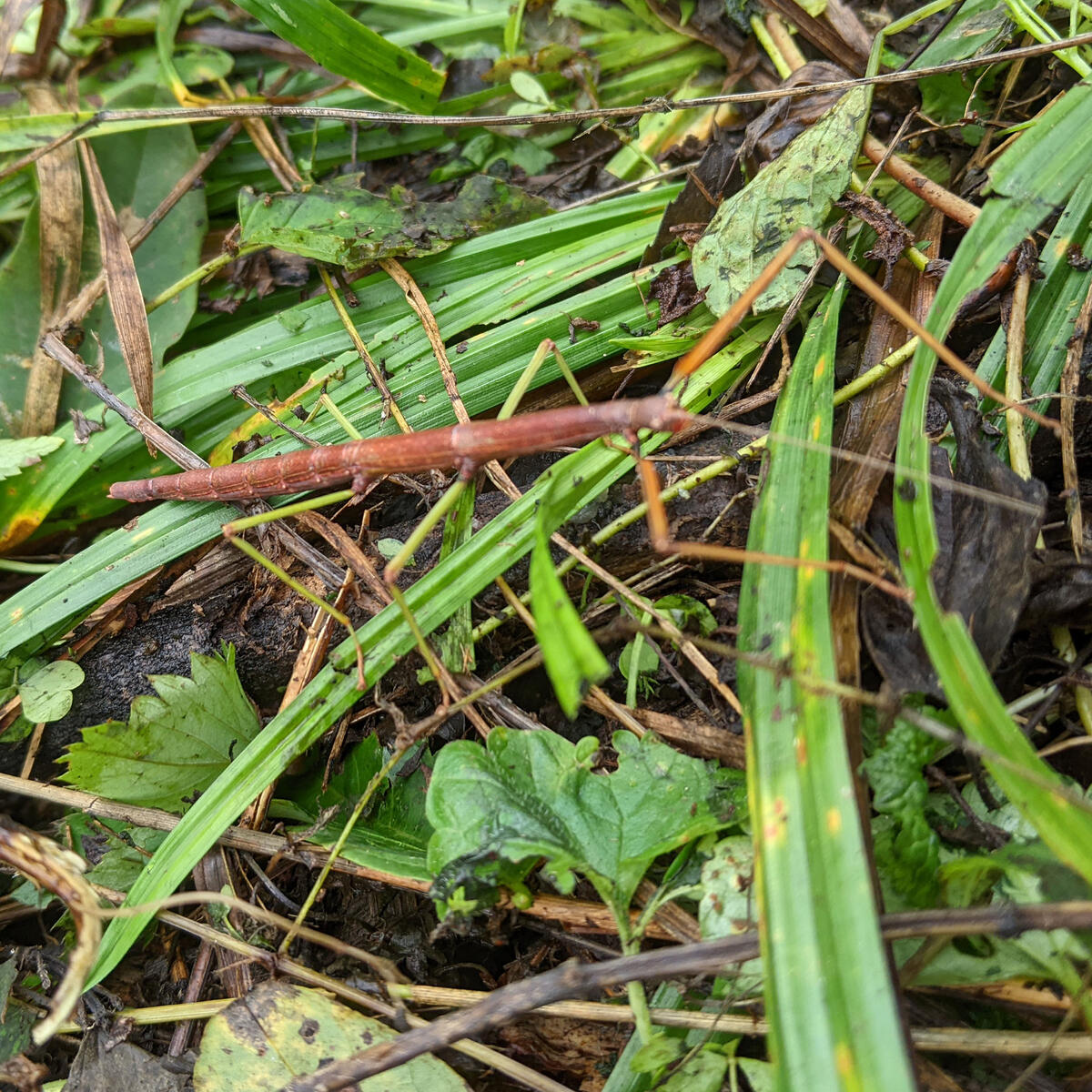 northern walkingstick