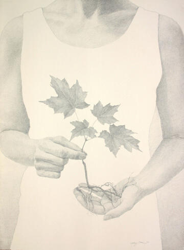 baby maple