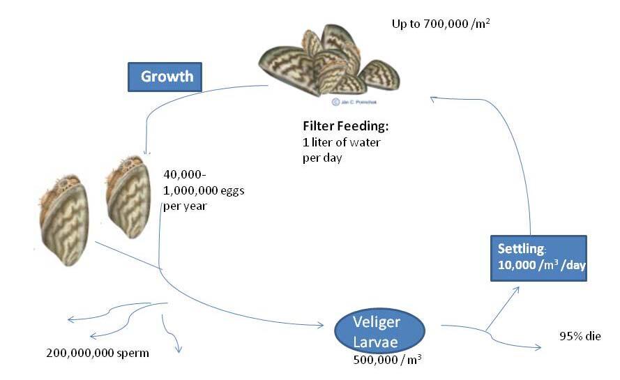 Zebra Mussel Fact Sheet