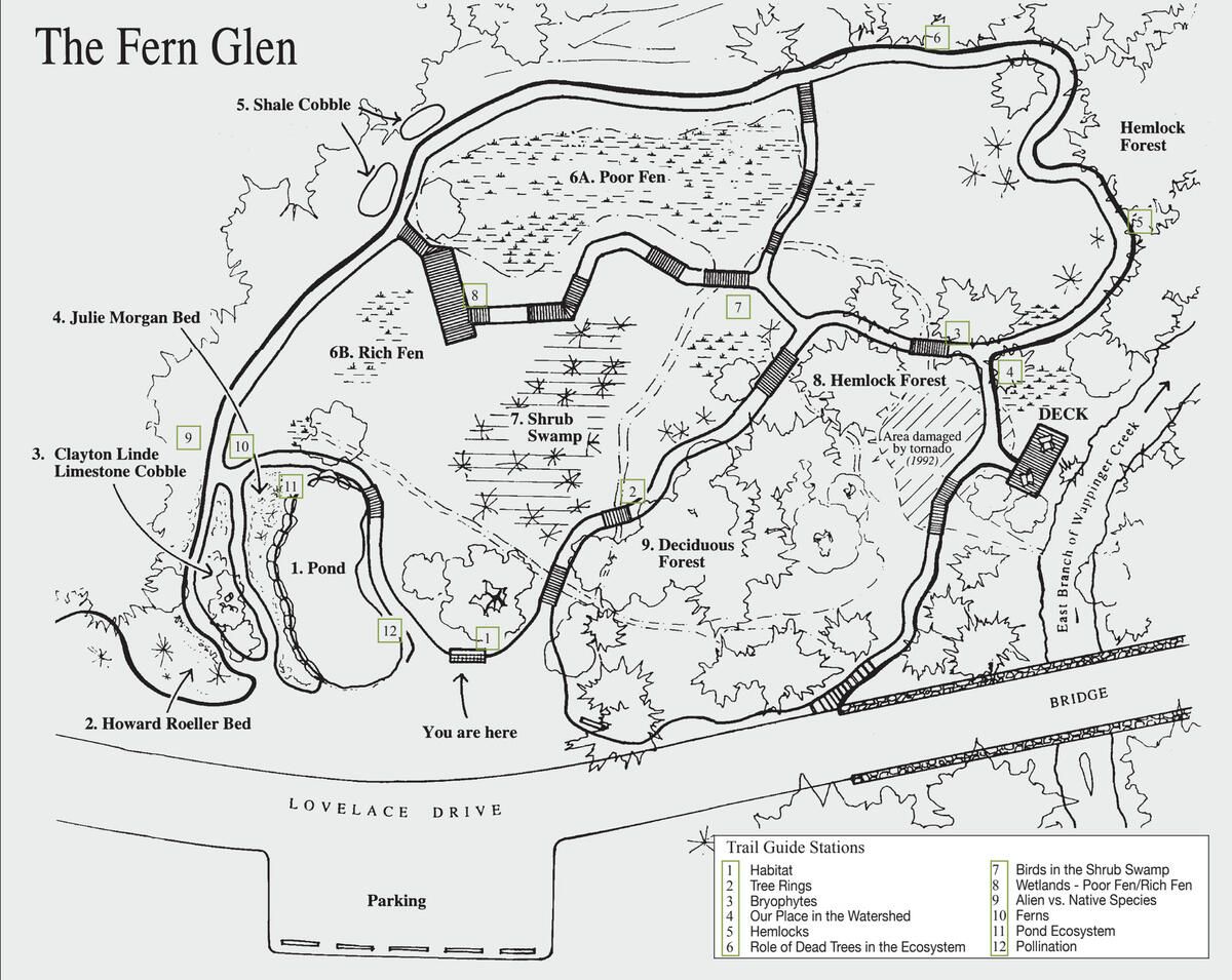 The Fern Glen The Fern Glen