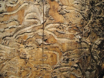 ash borer track