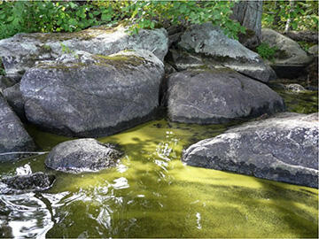 cyanobacteria
