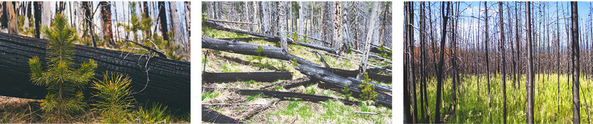 post wildfire