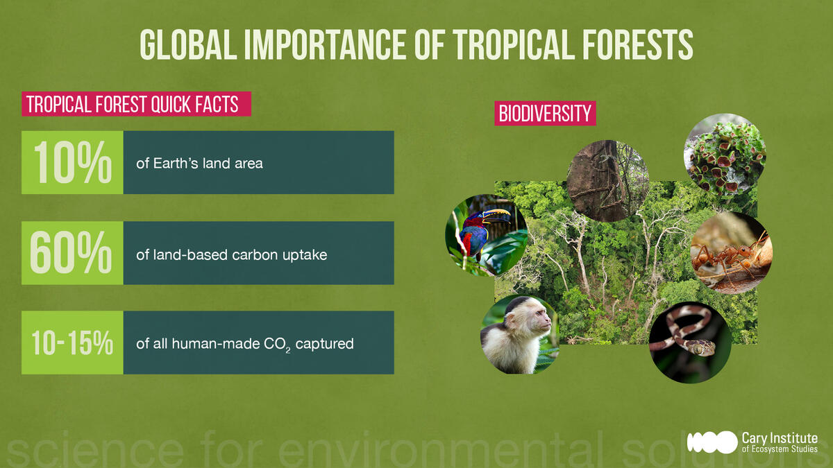 Global importance of tropical forests
