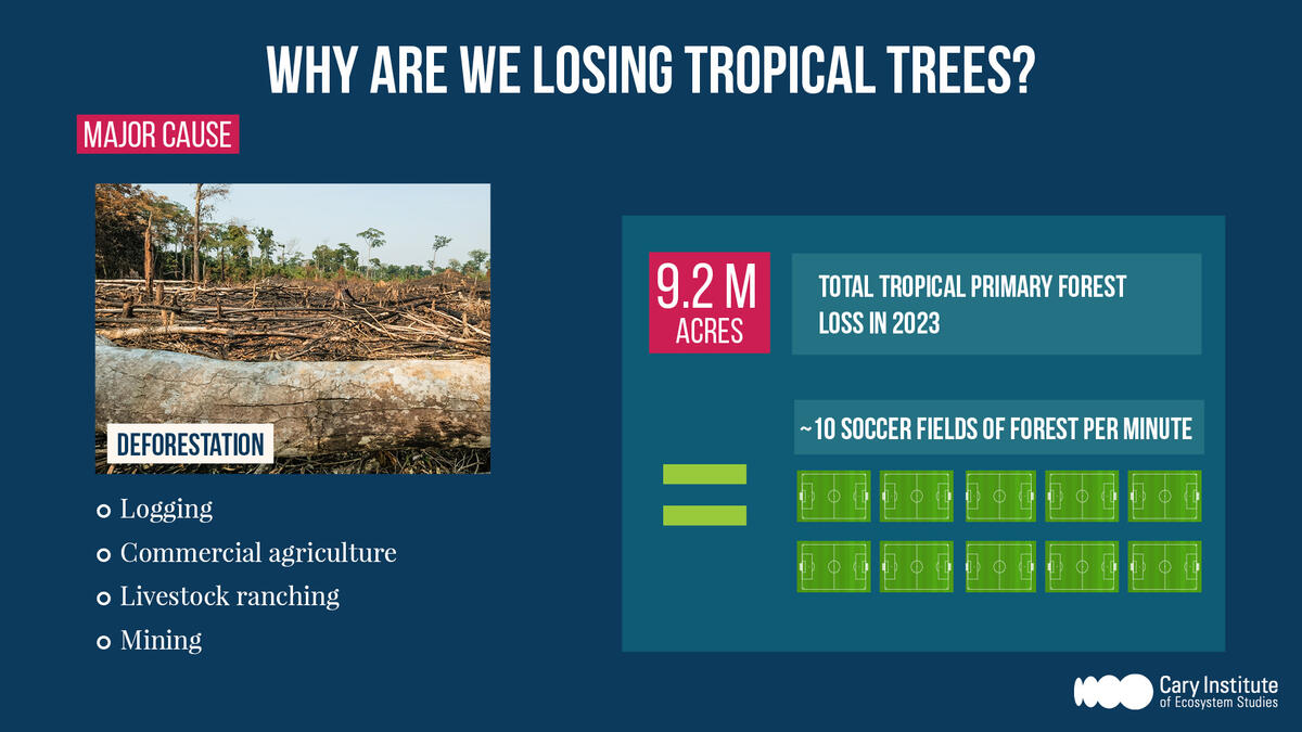 Why are we losing tropical trees