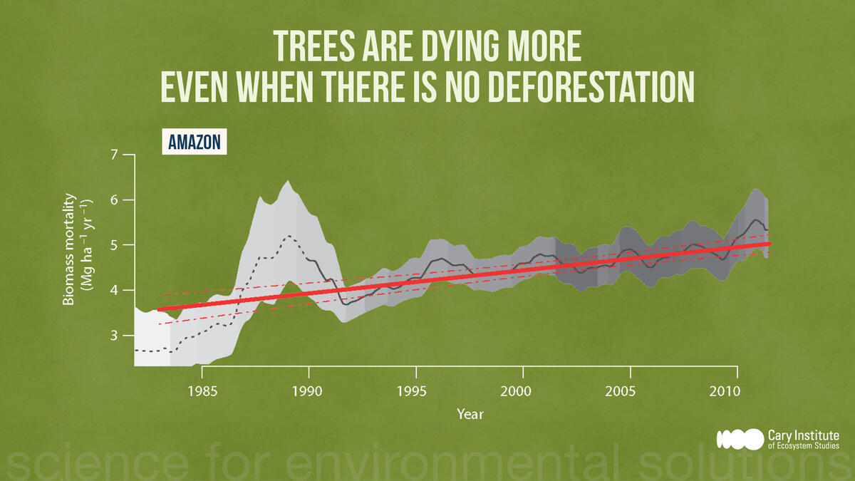 Biomass loss in Amazon.
