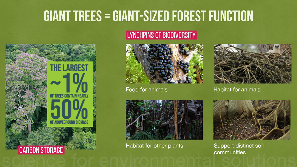 Global importance of giant trees