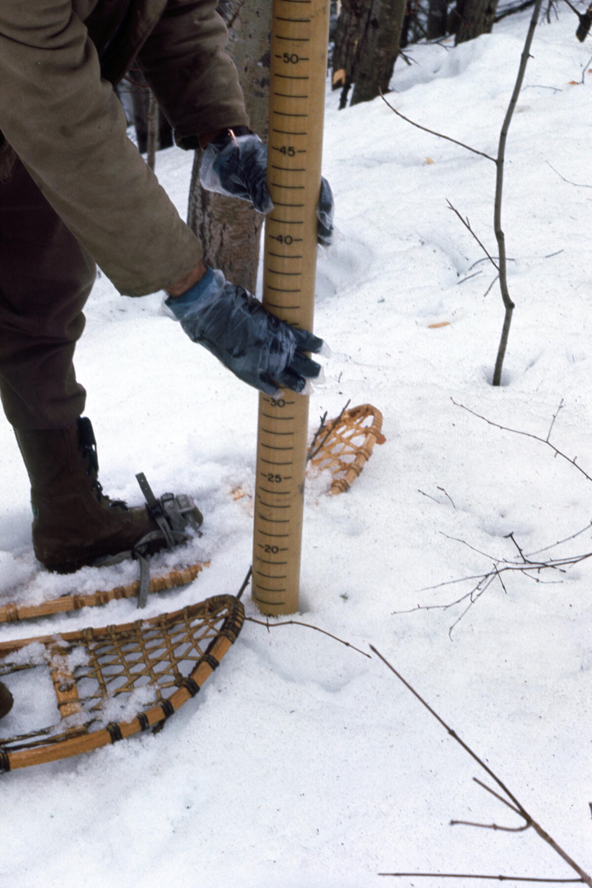 researcher places a tube with numbers up the side into the snow