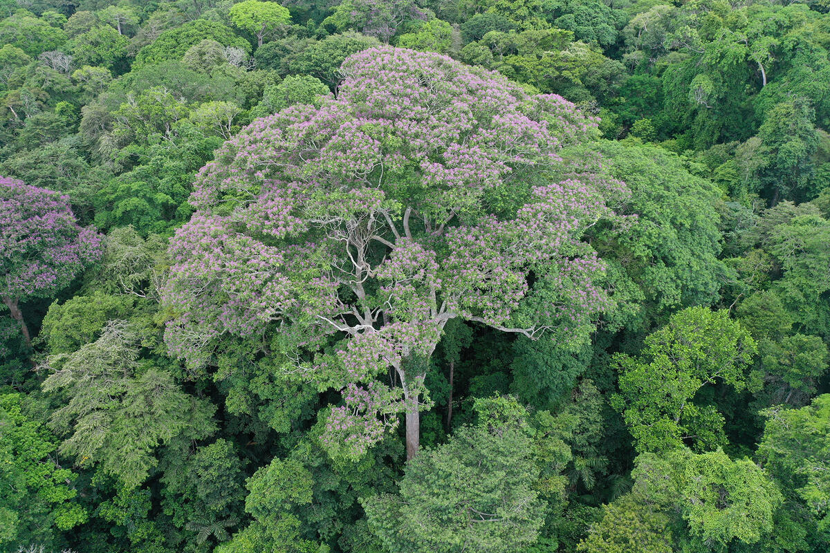 https://www.caryinstitute.org/sites/default/files/public/styles/wysiwyg_max_width/public/2025-03/dipteryx_oleifera_cc_evan_gora.jpg