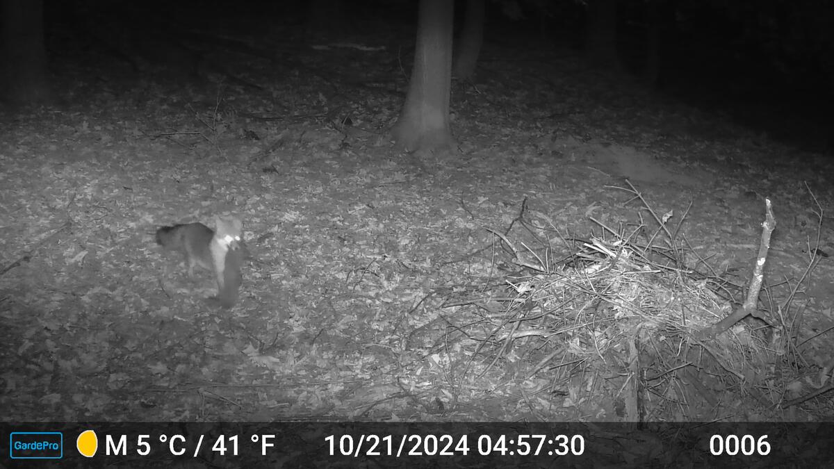 A gray fox carrying a dead squirrel