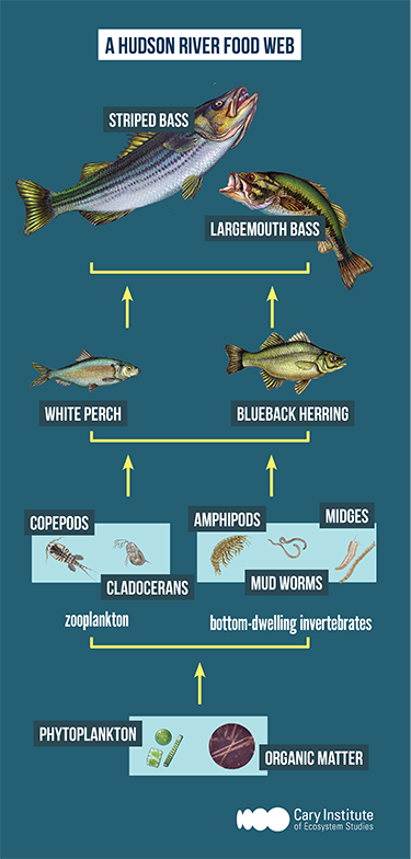 hudson river food webs