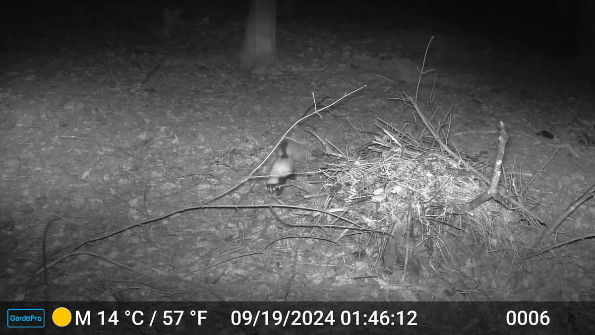 skunk in forest