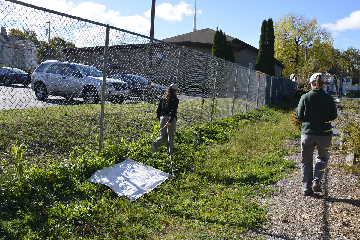 scientists drag a white cloth in the grass near a parking lot