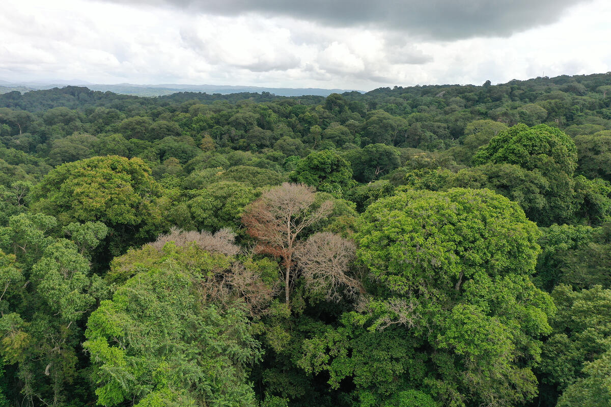 white trees in a tropical forest