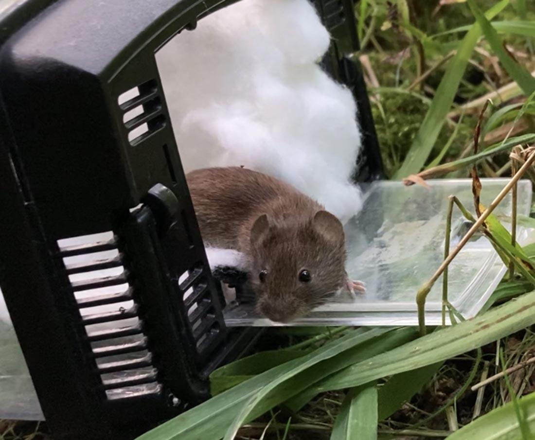 wytham wood mouse