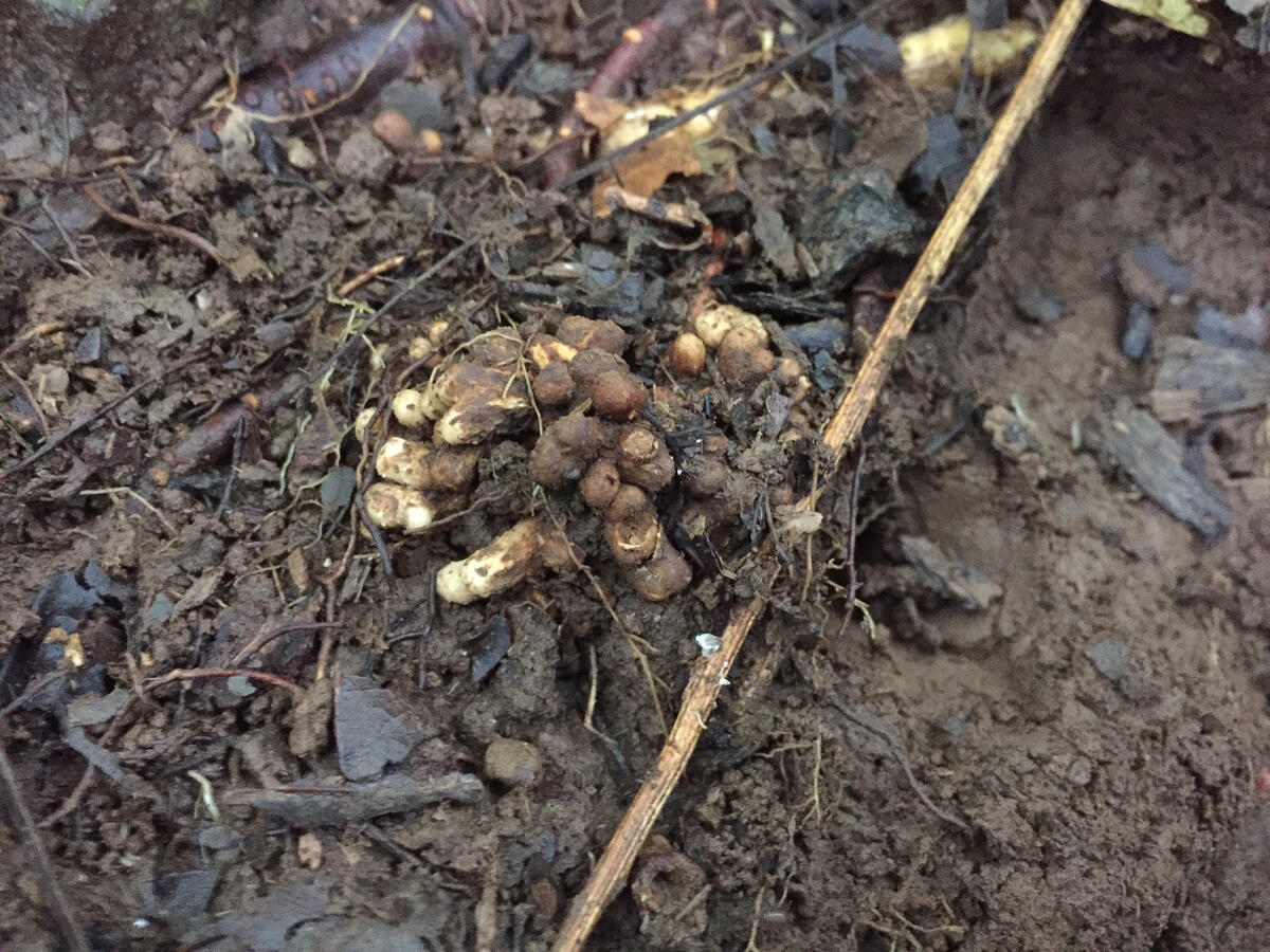 nitrogen-fixing root nodules