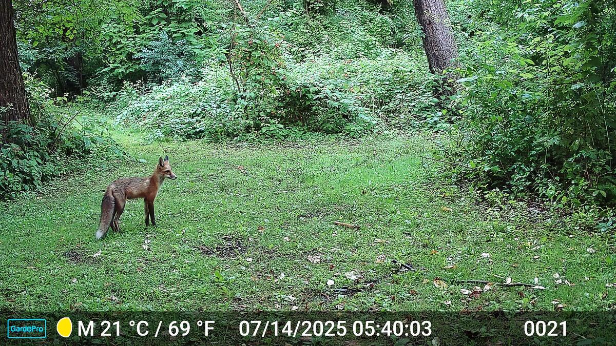 urban biodiversity fox caught on trail cam