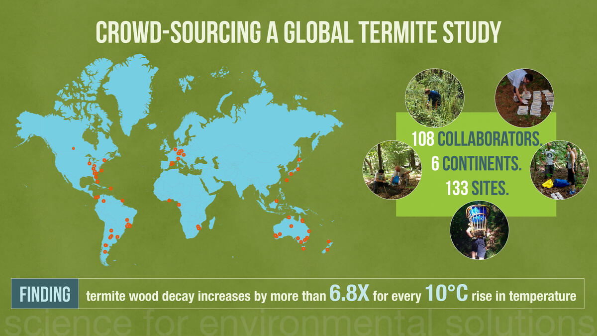 global termite study