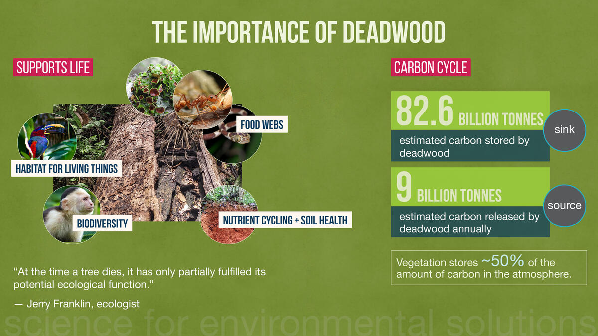 importance of deadwood