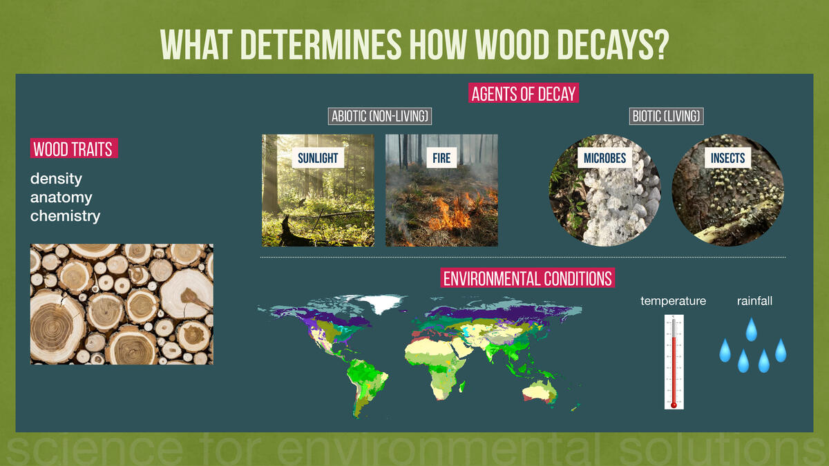 decomposers of wood