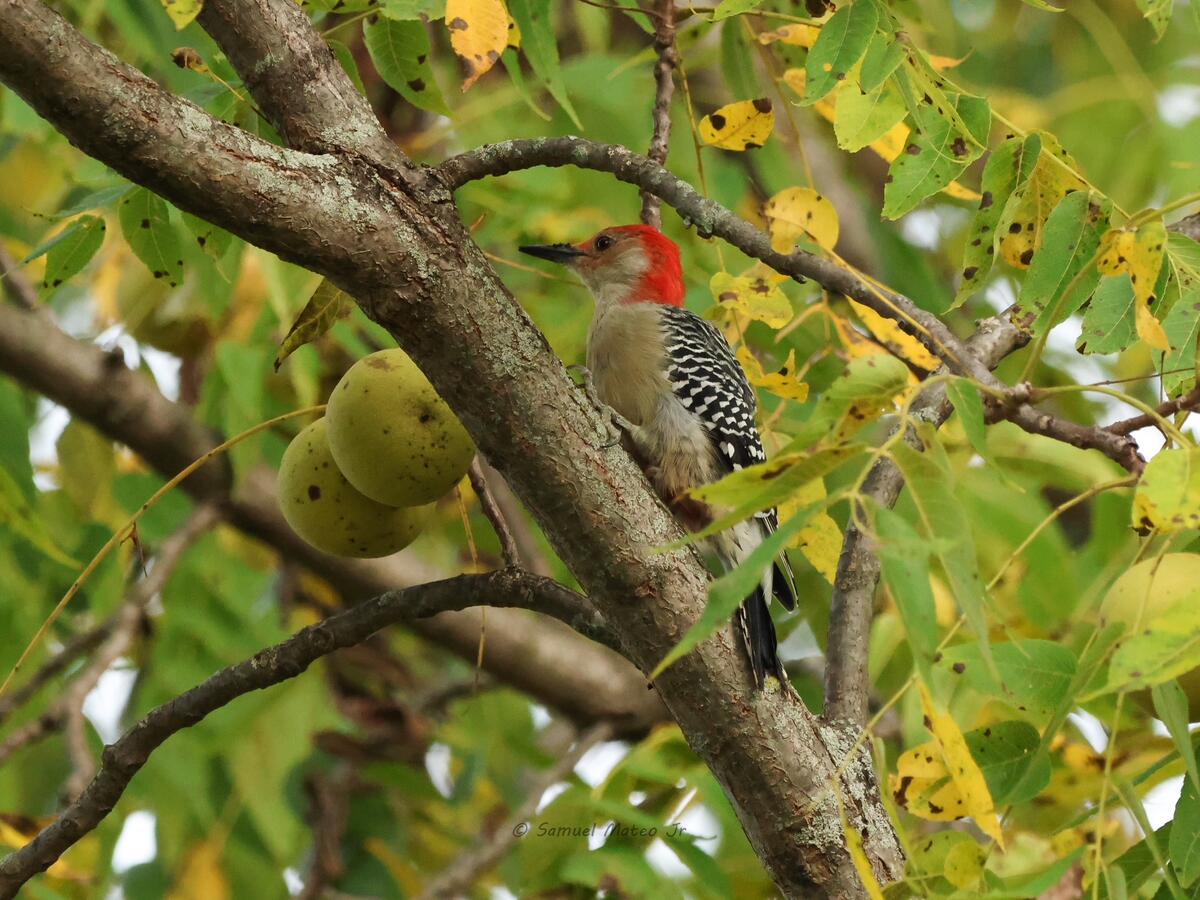 A red-bellied woodpecker in a black walnut tree