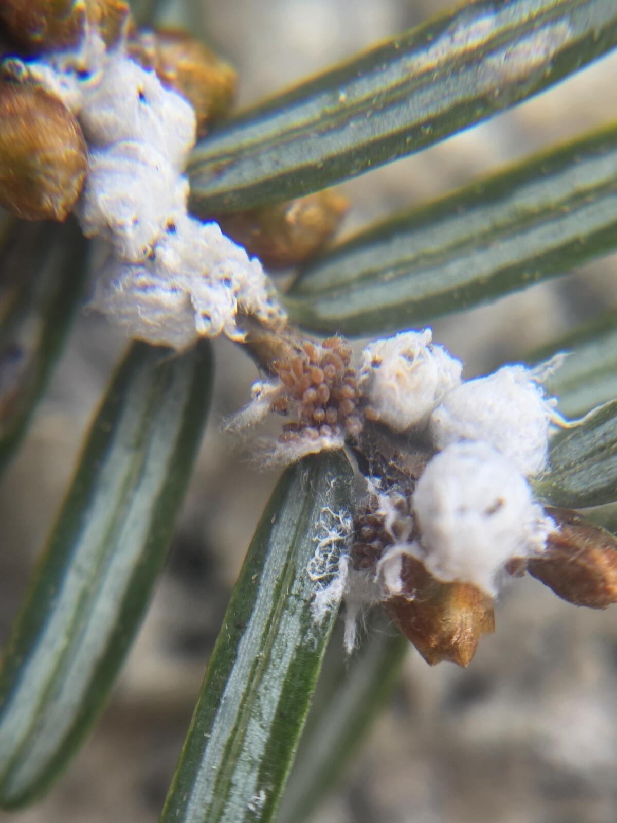 Hemlock woolly adelgid egg sacs along hemlock needles