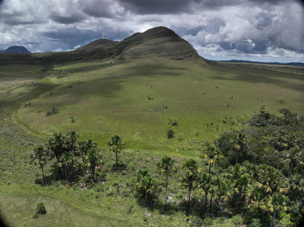 aerial view of wetlands and palm trees in Brazil's Cerrado