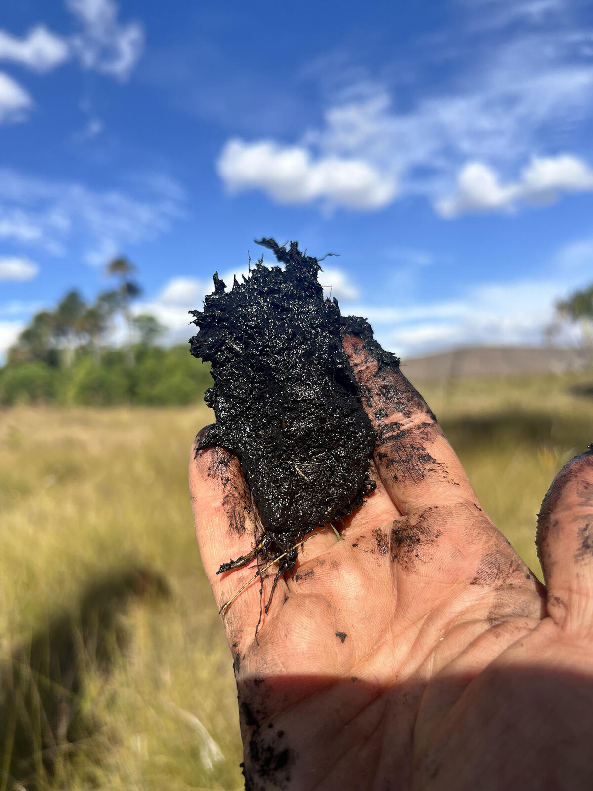 hand holding dark, peaty soil from Cerrado wetlands