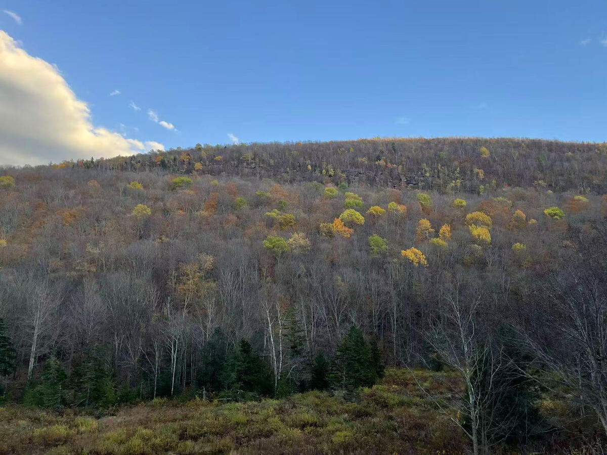 fall foliage in the Catskills region