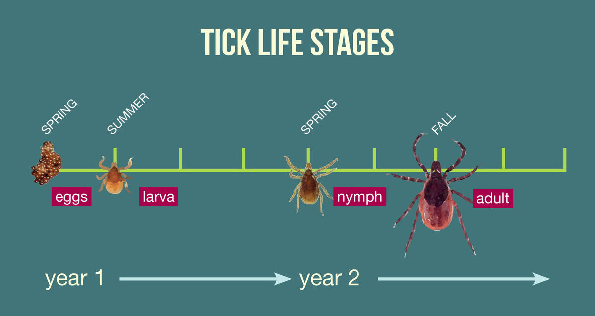 Tick stages by year