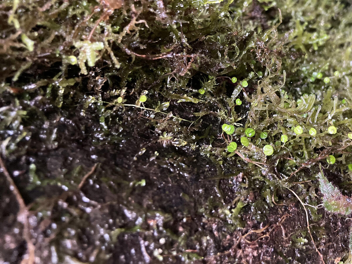 closeup of tiny plants and oil on tree trunk