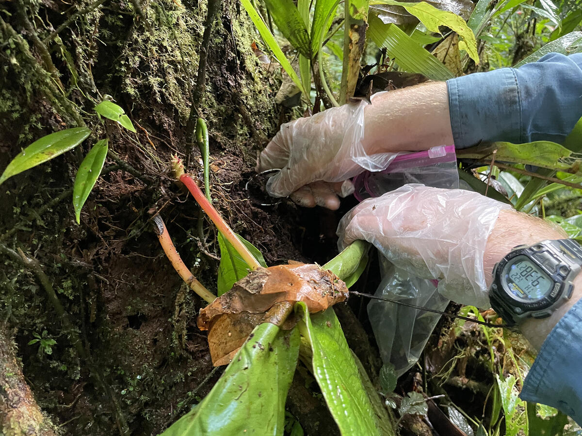 hand scooping soil from the base of a tree