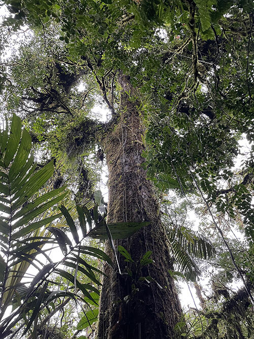 tree covered in soil and epiphytes